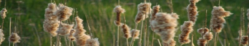 Reeds in the wind image