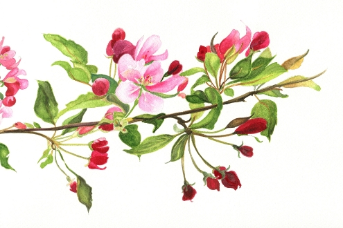 Crabapple Blossom image