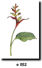 Flower 52