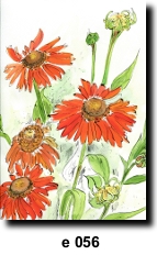 Flower 56